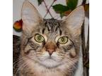 Mater, Domestic Mediumhair For Adoption In Huntley, Illinois