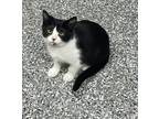 Will, Domestic Shorthair For Adoption In Columbia City, Indiana
