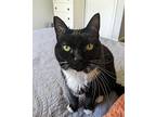 Mercy, Domestic Shorthair For Adoption In Burlington, Vermont