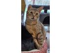 Marcus, Domestic Shorthair For Adoption In South Salem, New York