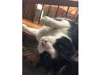 Nibbler, Domestic Shorthair For Adoption In Flint Hill, Virginia