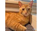 Joey, Domestic Shorthair For Adoption In Washington, District Of Columbia