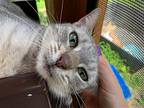 Misty Blu, Domestic Shorthair For Adoption In Flint Hill, Virginia