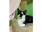 Bambi, Domestic Shorthair For Adoption In Flint Hill, Virginia