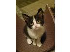 Lina, Domestic Shorthair For Adoption In Logan, Ohio