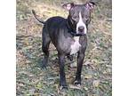 Duchess, American Pit Bull Terrier For Adoption In Battleground, Indiana