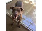 Sampson, American Pit Bull Terrier For Adoption In Midland, Texas