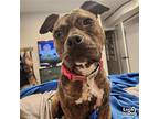 Nala Jean, Terrier (unknown Type, Medium) For Adoption In Washington