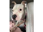 Gigi, American Pit Bull Terrier For Adoption In Zebulon, North Carolina