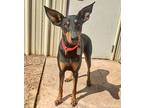 Bella, Doberman Pinscher For Adoption In Belen, New Mexico