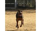 Titus, Doberman Pinscher For Adoption In Belen, New Mexico