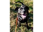 Henry, Labrador Retriever For Adoption In Murphysboro, Illinois