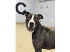 Frederick, American Pit Bull Terrier For Adoption In Columbia City, Indiana
