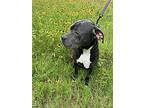 Capone, Staffordshire Bull Terrier For Adoption In Colleyville, Texas