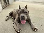 Big Boss, American Pit Bull Terrier For Adoption In South Gate, California