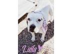 Laila-spunky Senior, American Pit Bull Terrier For Adoption In South Gate