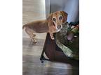 Buster, Dachshund For Adoption In Colleyville, Texas