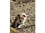 Tate, Jack Russell Terrier For Adoption In Kelowna, British Columbia