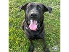 Mikey, Labrador Retriever For Adoption In Washington, District Of Columbia