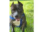 Lexi, American Staffordshire Terrier For Adoption In West Palm Beach, Florida