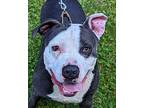 Tommy, American Pit Bull Terrier For Adoption In Pinsonfork, Kentucky