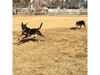 Marshal, Doberman Pinscher For Adoption In Belen, New Mexico