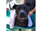 Kobe Bryant, American Pit Bull Terrier For Adoption In South Gate, California