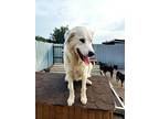 Cupcake, Golden Retriever For Adoption In Kelowna, British Columbia