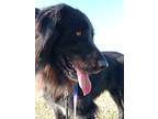 Boris, Flat-coated Retriever For Adoption In Kelowna, British Columbia