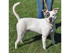 Biloxi, American Staffordshire Terrier For Adoption In Huntley, Illinois