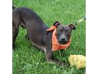 Xena, American Staffordshire Terrier For Adoption In Huntley, Illinois