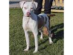 Marshmallow, American Staffordshire Terrier For Adoption In Huntley, Illinois