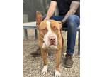 Lala, American Pit Bull Terrier For Adoption In South Gate, California