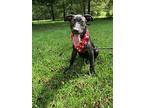 Mr. Buster, Labrador Retriever For Adoption In Jesup, Georgia