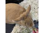 Adopt Waffles a Bunny Rabbit