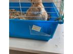 Adopt Waffles a Bunny Rabbit