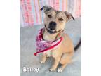 Adopt Bailey a Black Mouth Cur, Pit Bull Terrier