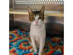 Adopt Bex a Domestic Short Hair