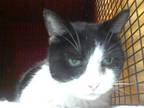 Adopt SWEETS a Domestic Short Hair, Turkish Van