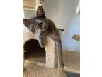 Adopt *Mai Tai a Domestic Short Hair