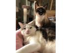 Adopt Gretchen & Jolene (bonded pair) a Siamese