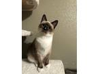 Adopt Jolene (bonded with Gretchen) a Siamese