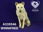 Adopt WINNIFRED a Australian Cattle Dog / Blue Heeler, Shar-Pei