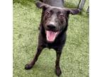 Adopt Astra a Black Labrador Retriever