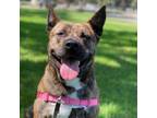 Adopt Jamie a Akita, Pit Bull Terrier