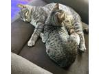 Adopt Stormy and Daisy a Tabby, Domestic Short Hair