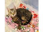 Adopt Remy a Tabby