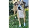 Adopt RUBY a American Staffordshire Terrier, Boxer