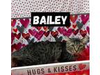 Adopt Bailey a Domestic Long Hair
