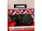 Adopt Jammie a Domestic Long Hair